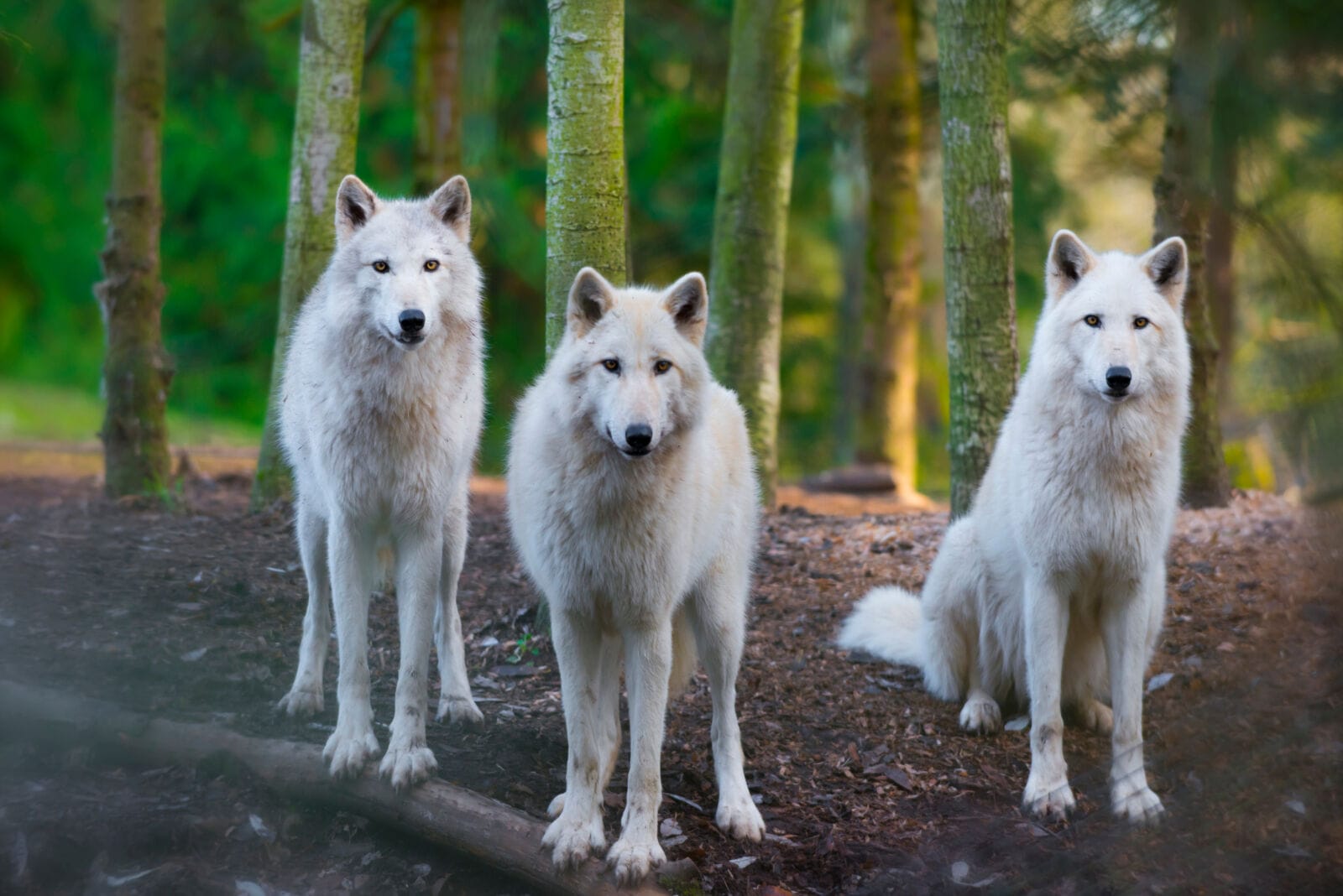 Genetic Innovations Behind Colossal Biosciences’ Dire Wolf Research